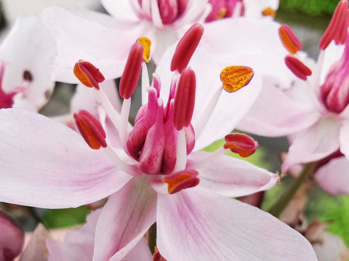 Schwanenblume rosa - Butomus umbellatus